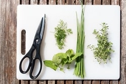 Byliny ve výživě psa a proč je opravdu kvalitní granule obsahují?