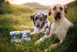 Proč doporučujeme nové bonbóny pro psy Natureca? Podpoří zdraví vašeho psa!